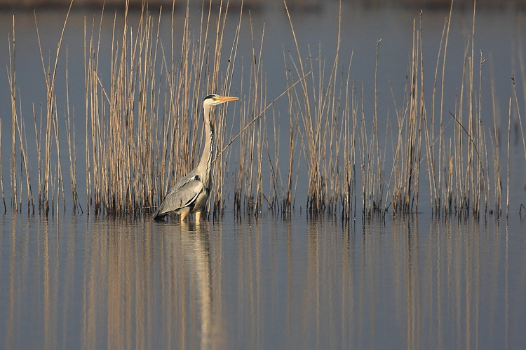 Litorale di Ugento nature park
The Salento paradise for migratory birds