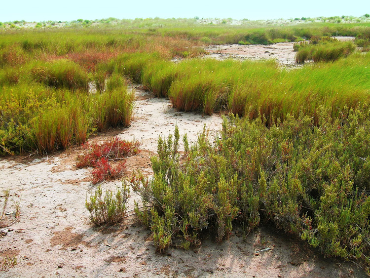 Punta della Contessa
Realm of rare plants and migratory birds