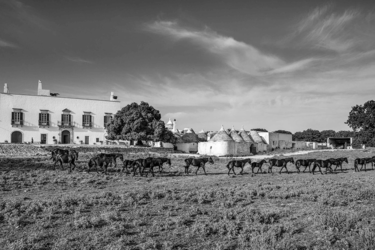 Masserie di Puglia
Viaggio nella Bellezza