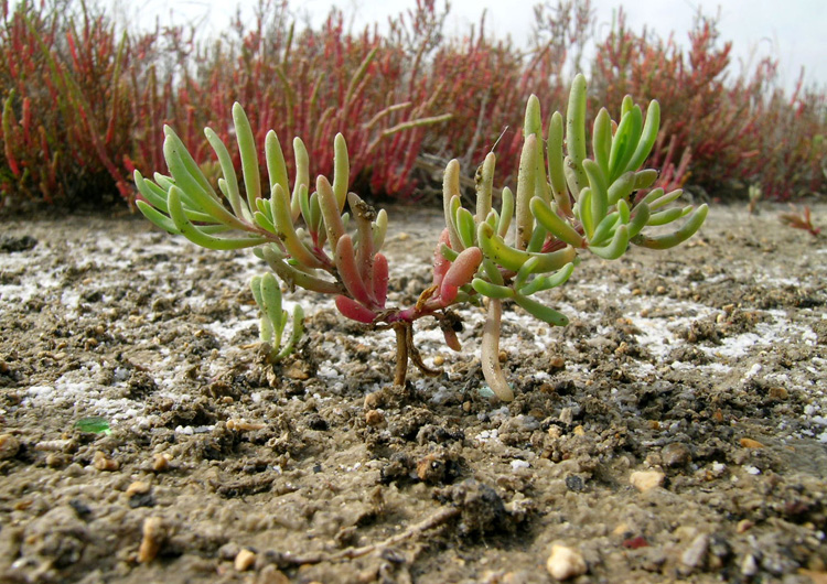 Hairy smotherweed