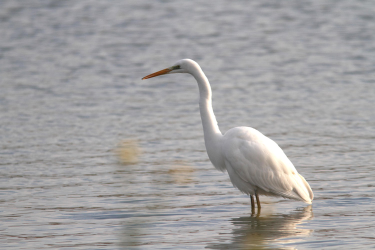 L’airone bianco maggiore