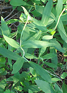 Wild herbs, precious for health