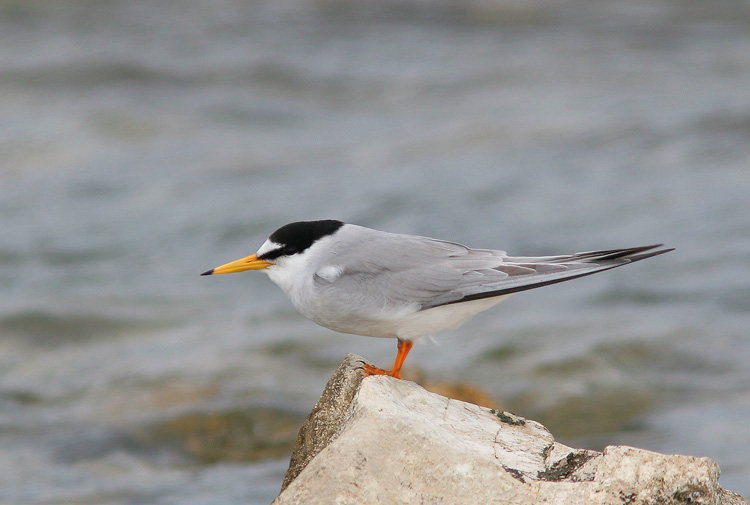 The little tern