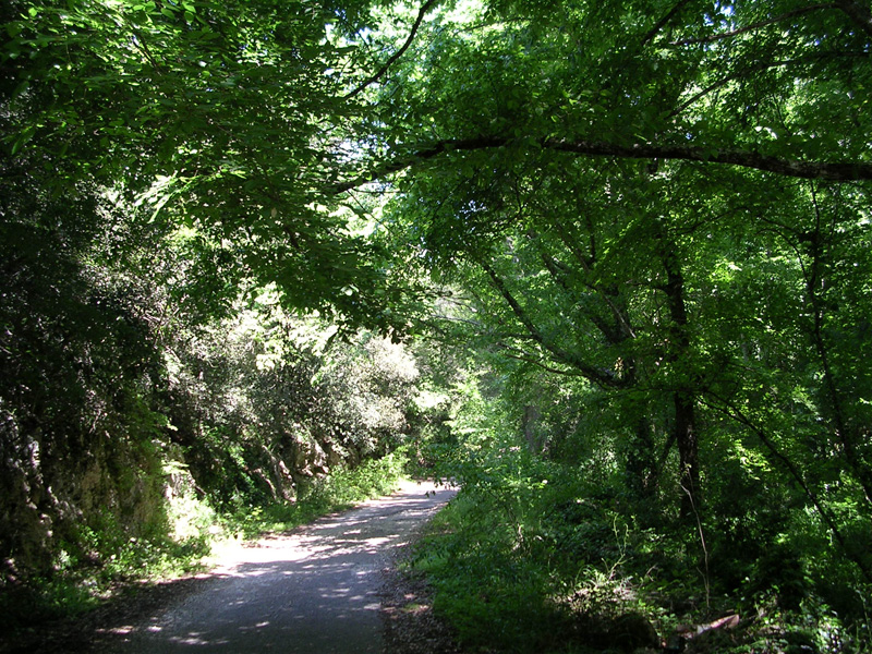 Bosco delle Pianelle at Martina Franca
Amongst lovely holm-oaks and rare plants 