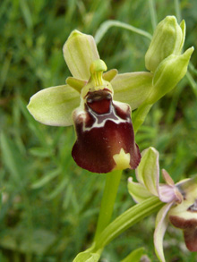 Ingrassia’s Ophrys