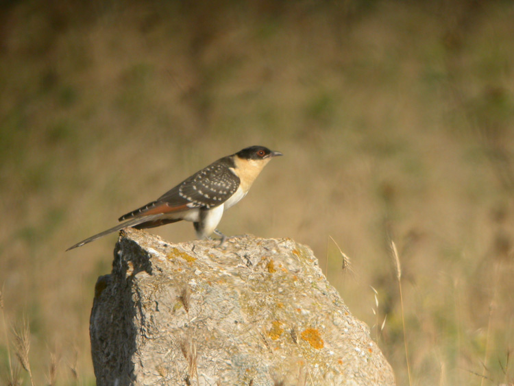 The great spotted cuckoo