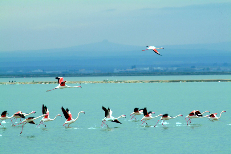 Saline di Margherita di Savoia
Un regno per l’avifauna