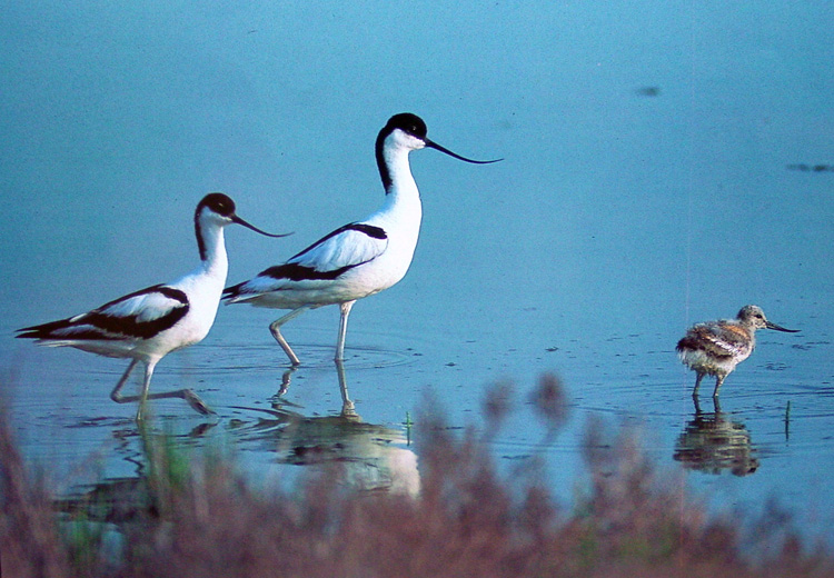 The avocet