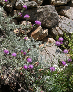 Il fiordaliso di Leuca