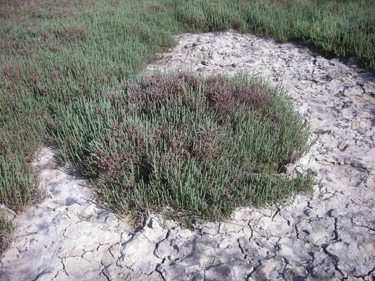 La salicornia glauca