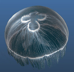 Varano
The lake of gentle jellyfish