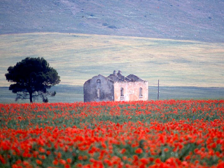 Puglia,
triumph of light and color