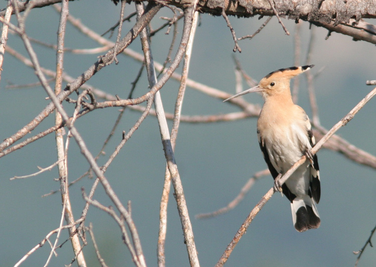 The hoopoe