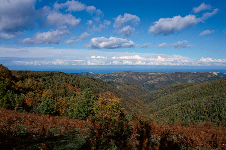 Foresta Umbra
Tra piante e animali rari
all’ombra della faggeta