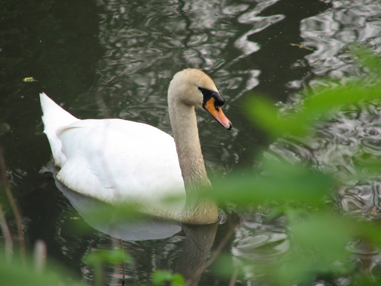 The mute swan