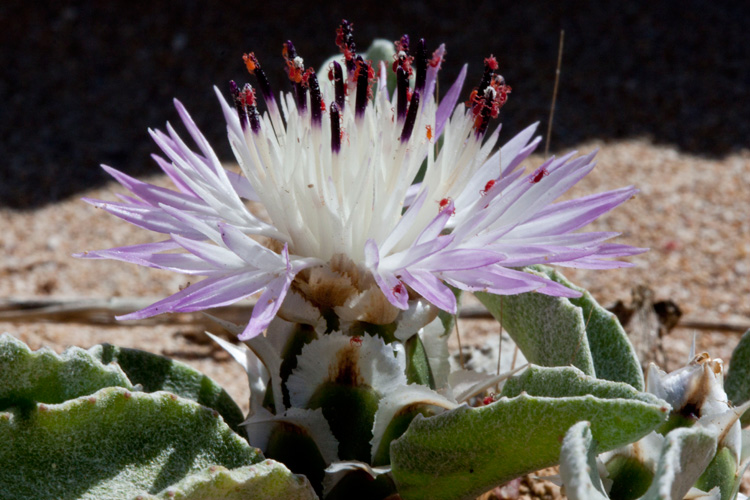 Cretan cornflower