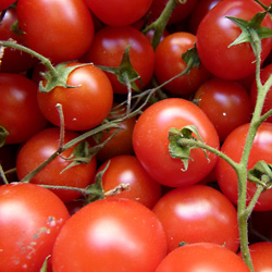 The tomato 
king of good health and beauty