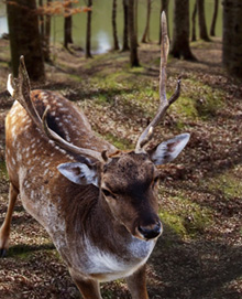 The Gargano roe-deer