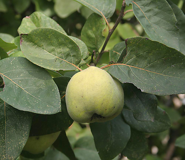 The innumerable qualities of quince