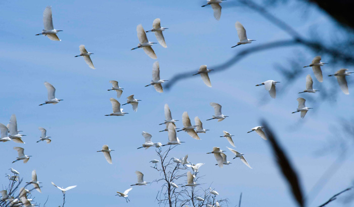 Riserva naturale delle Cesine
Paradiso di flora e fauna