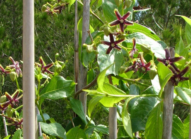 The silk vine