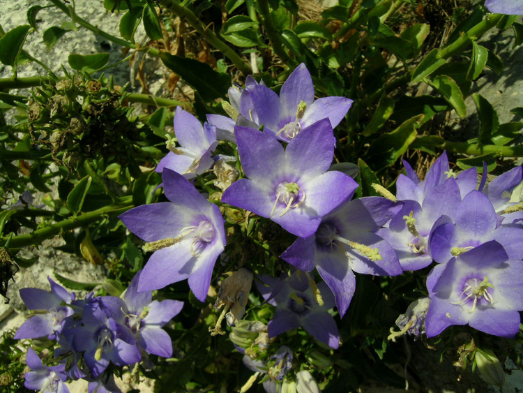 La campanula pugliese