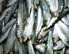 Anchovies
A “poor fish” rich in goodness