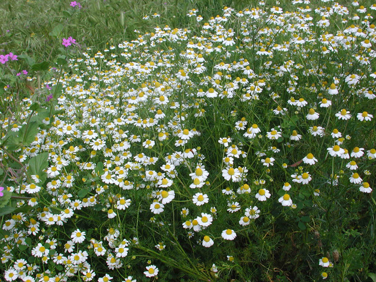 Piante e fiori degli oliveti