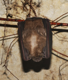 The greater horseshoe bat