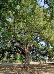 The vallonea oak