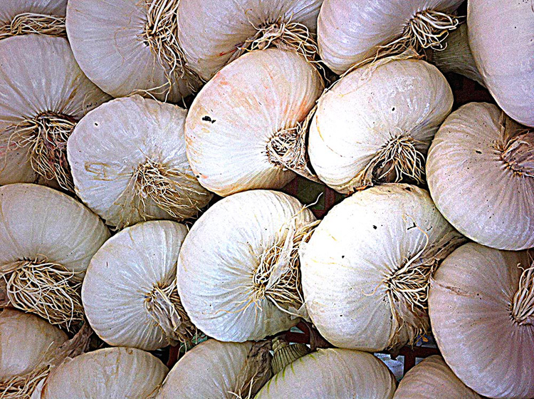 Onions, a concentration of beneficial properties