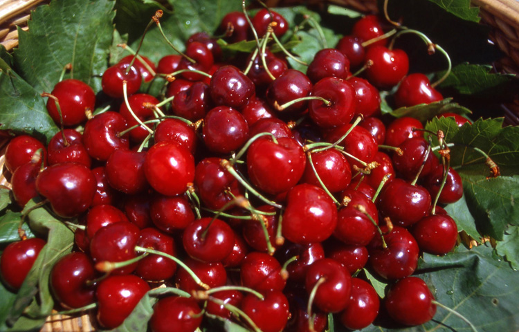 Cherries, a miracle of goodness