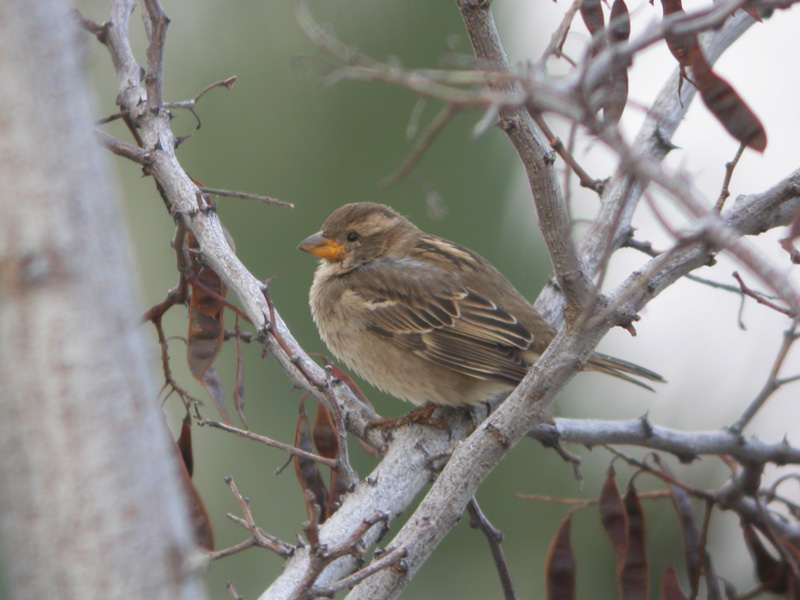 The sparrow