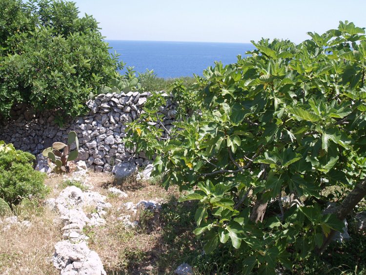 The fig tree in Puglia:
amidst “forgotten landscapes” 
and new fig groves 