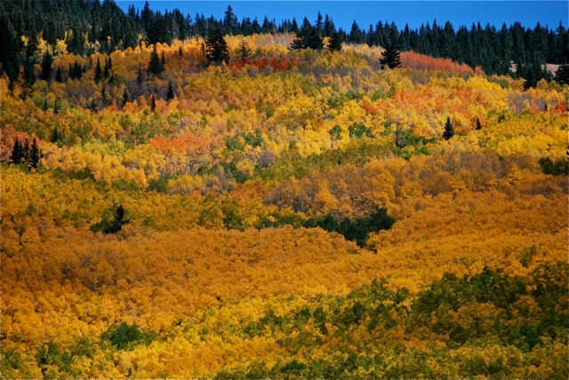 Foreste del New Mexico
Sinfonia di colori