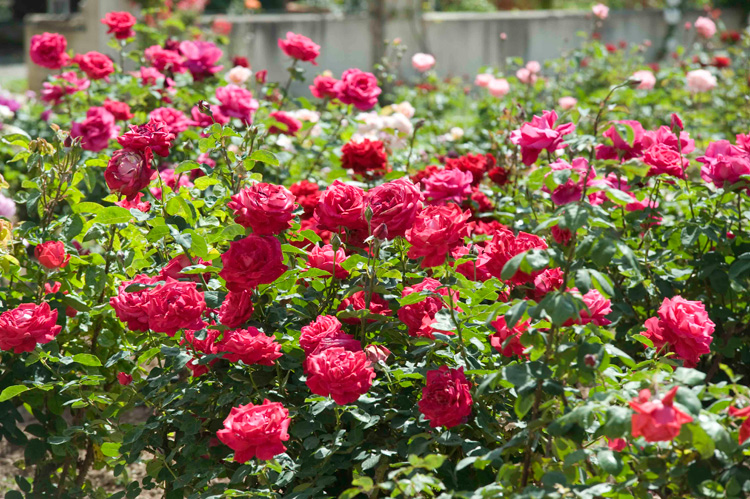 Tra le rose di Villa Larocca
Viaggio nella bellezza a Bari