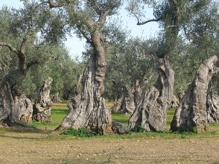 Among the giants of Salento