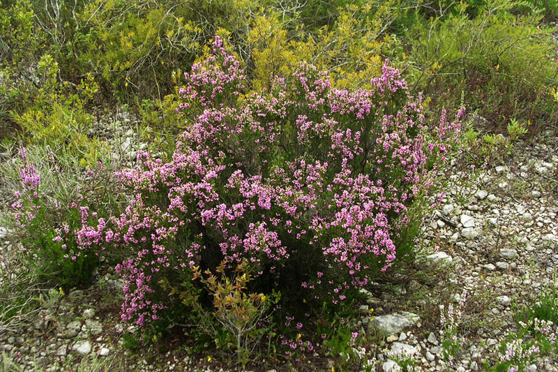 Apulian Heather