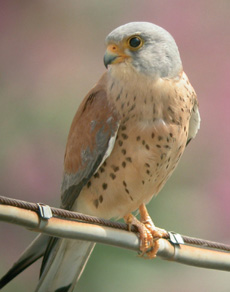 The lesser kestrel