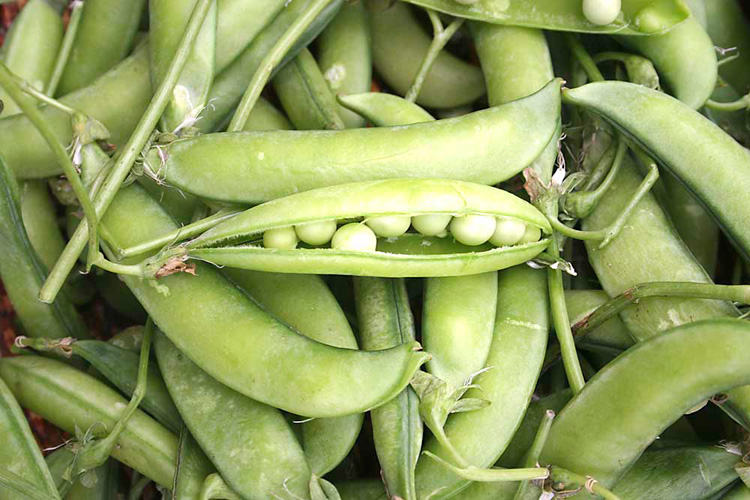 Fresh peas
Lots of vitamins and the taste of Spring