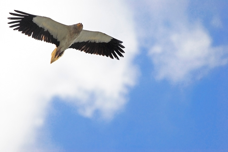 The Egyptian vulture