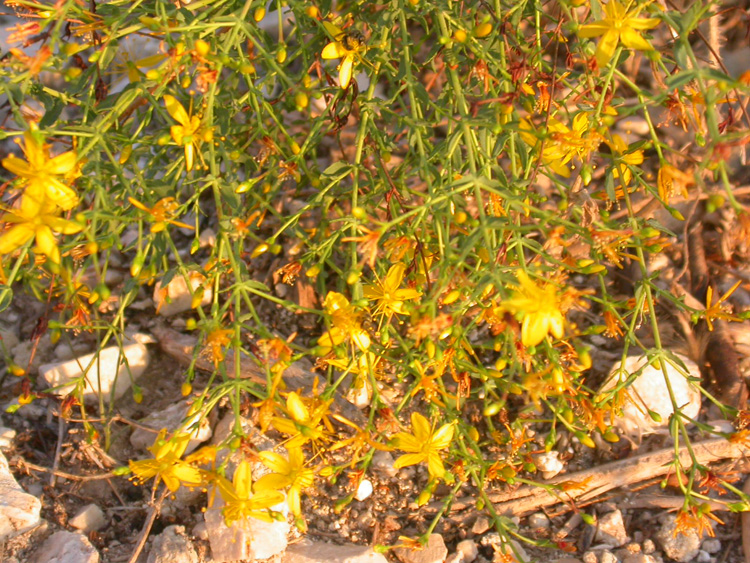 St. John’s wort