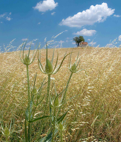 Sono nata il ventuno a primavera