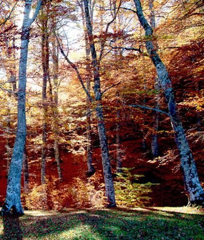 Si può entrare di notte nel bosco