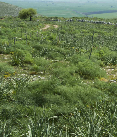 Dal fondo della campagna violata