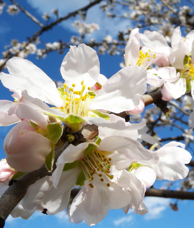 Tarda primavera